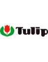 Tulip Japan